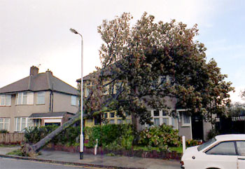 The Great Storm, Northumberland Avenue, Welling, 1987