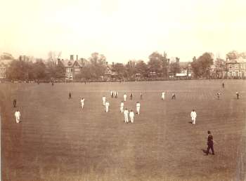 cricket-00836-350