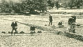 Perry's Farm Watercress Beds, Southend, Lewisham, c. 1900