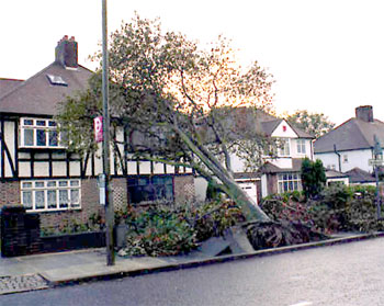 The Great Storm, Northumberland Avenue, Welling, 1987