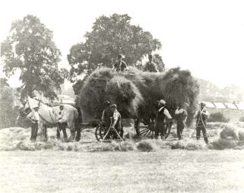 haymaking-00116-350