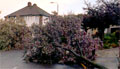 The Great Storm, Northumberland Avenue, Welling, 1987