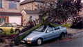 The Great Storm, Northumberland Avenue, Welling, 1987