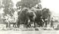 Haymaking, Crofton Park, Brockley, c. 1910